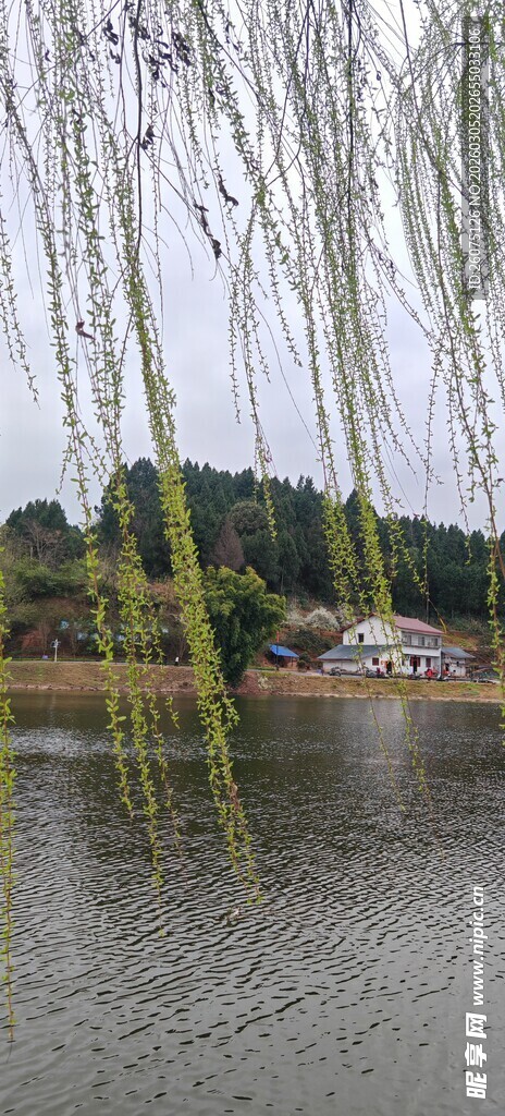 湖畔垂柳景宁静乡村风光