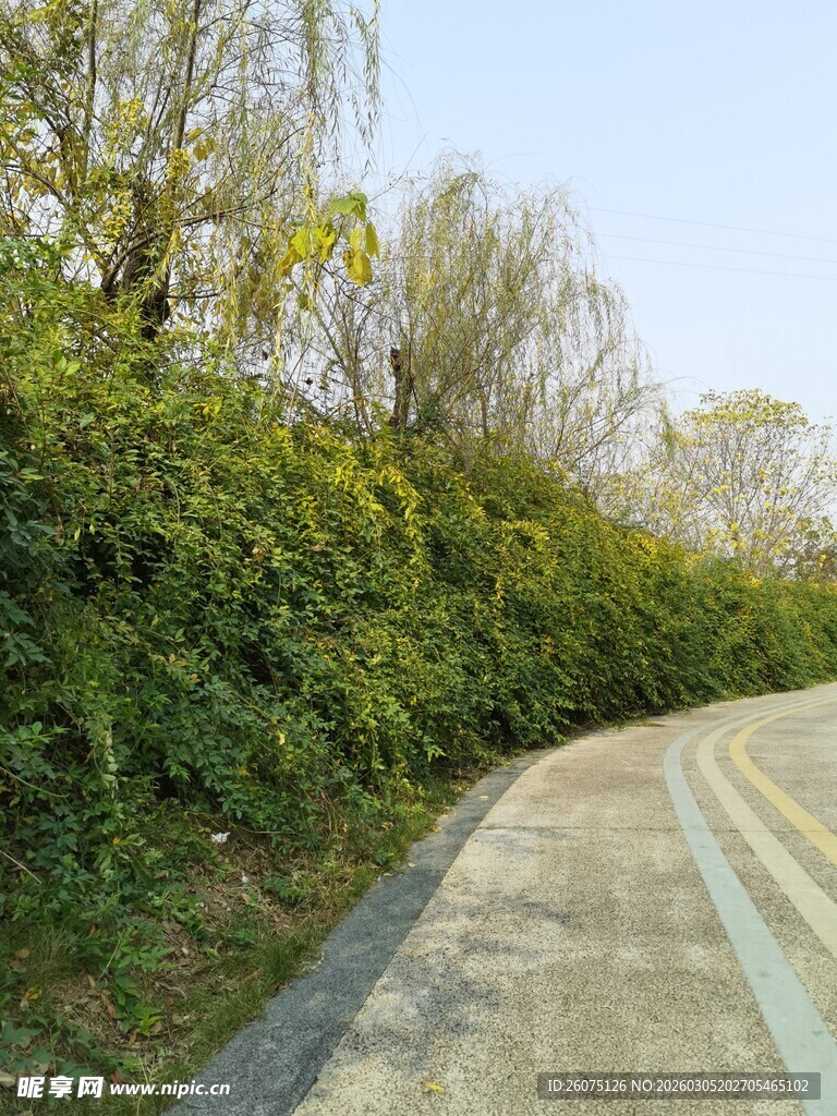 路边繁茂绿植景观