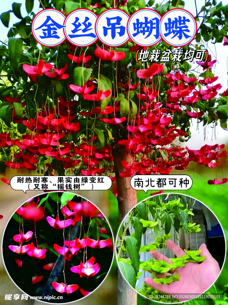金丝吊蝴蝶盆栽花卉展示