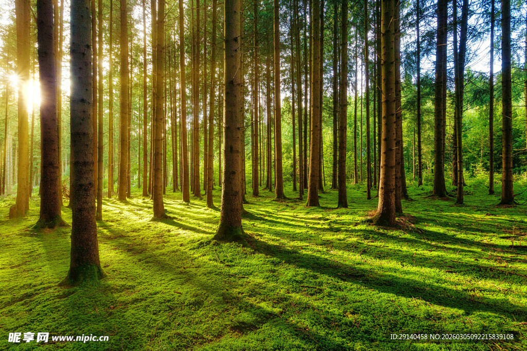 阳光和森林