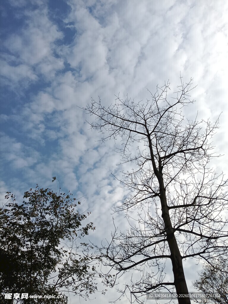 枯树挺立在蓝天白云之下