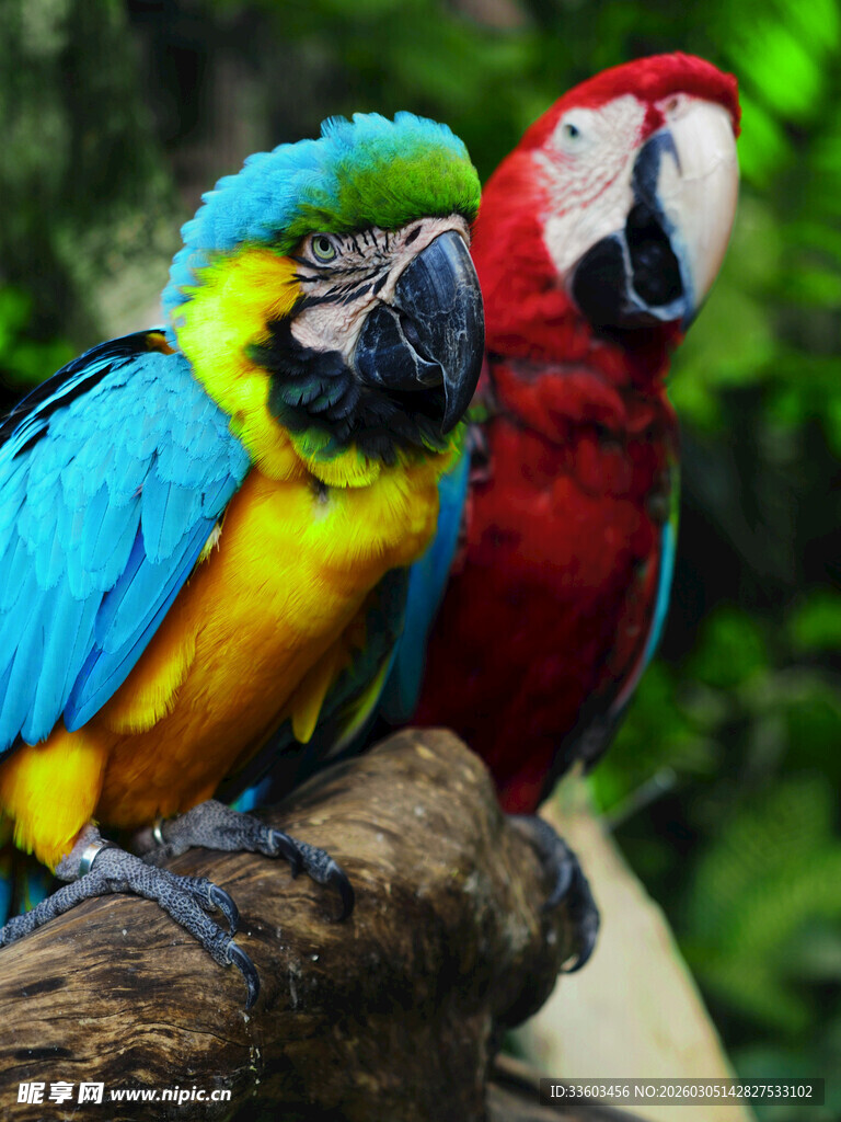 多彩鹦鹉栖息枝头