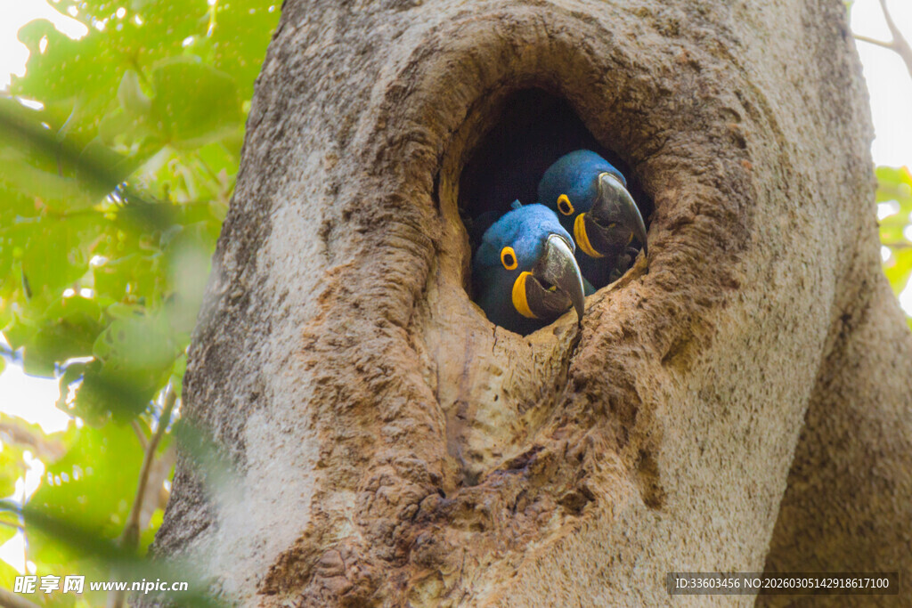 树洞中的多彩鸟儿