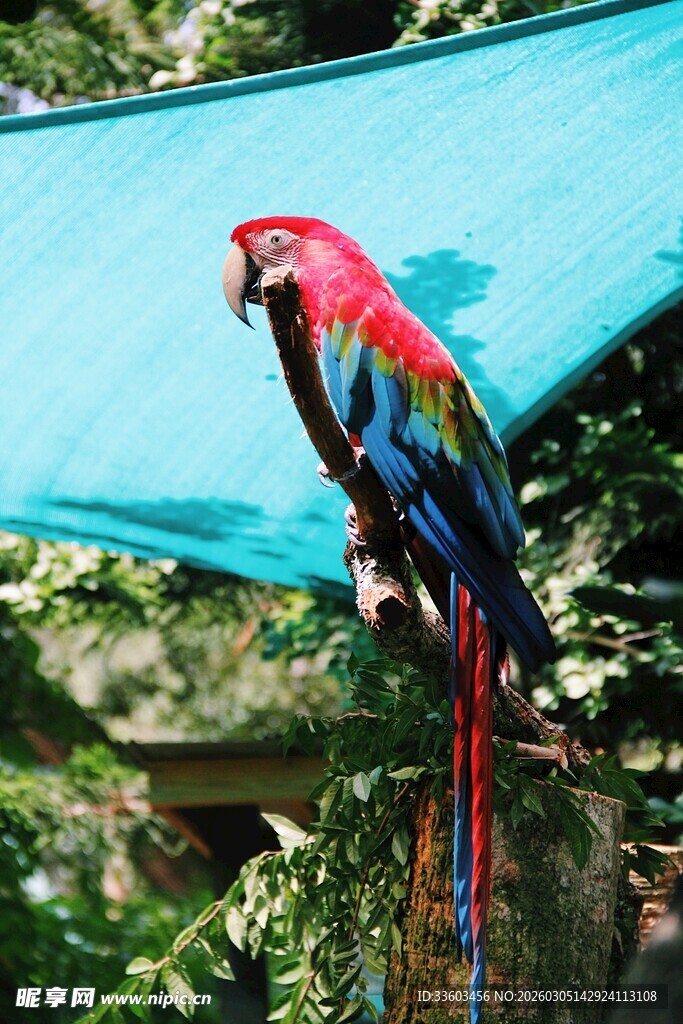 色彩斑斓鹦鹉栖息于蓝布旁