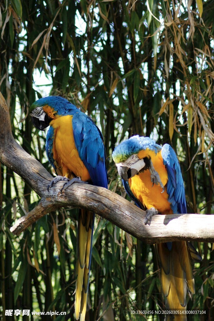 树枝上的蓝黄相间鹦鹉