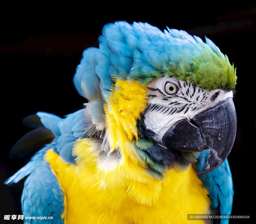 蓝黄相间的美丽鹦鹉