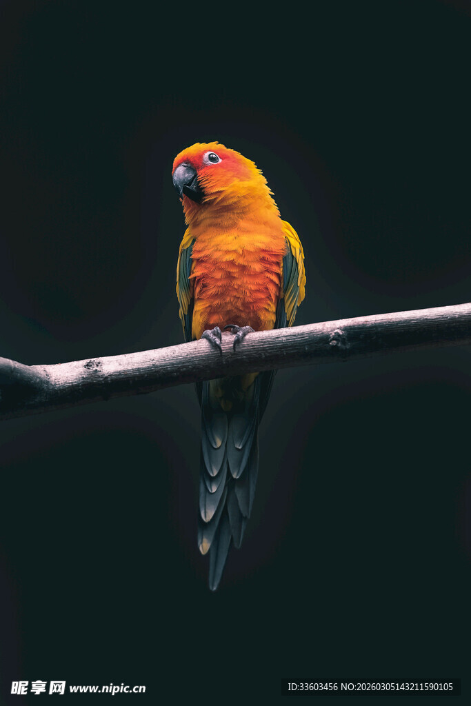 多彩鹦鹉栖于枝头