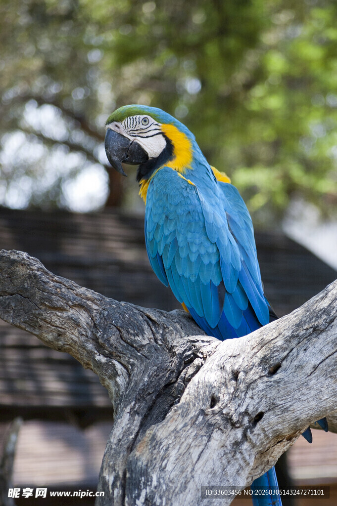蓝黄相间鹦鹉栖息于枝头
