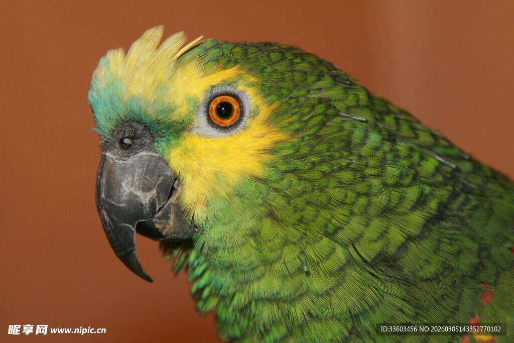 绿羽黄冠鹦鹉特写
