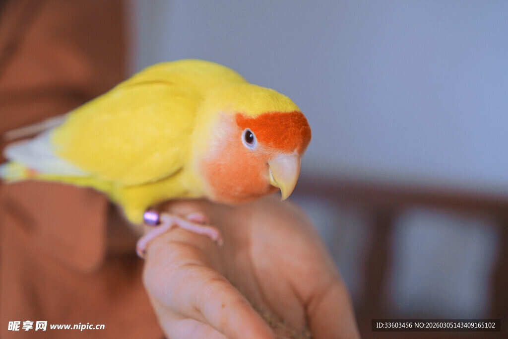 手心上的黄羽鹦鹉