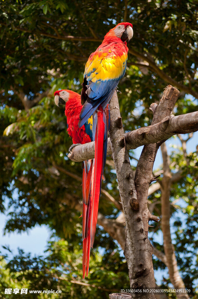 树枝上色彩艳丽的金刚鹦鹉