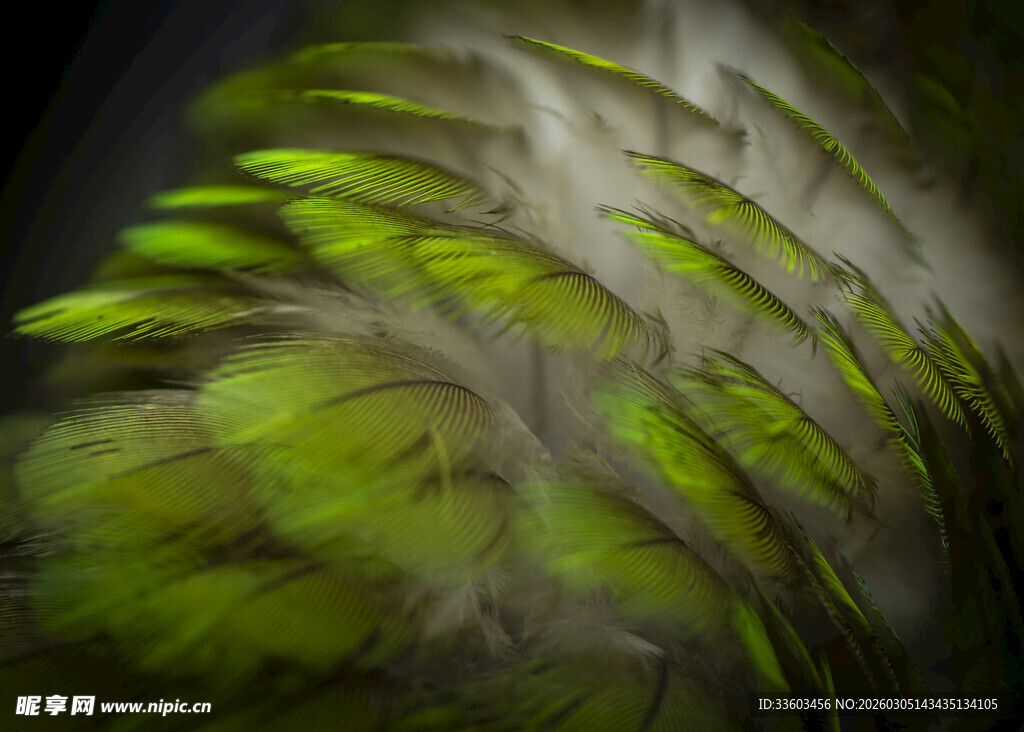 翠绿羽毛特写