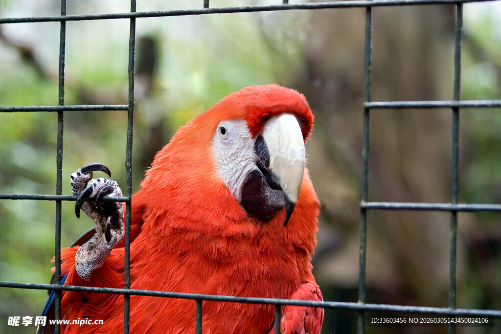 笼中红鹦鹉