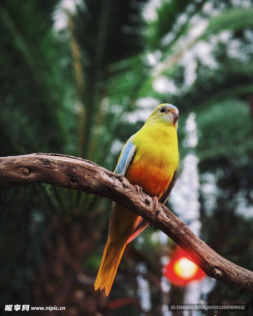 枝头黄羽鹦鹉