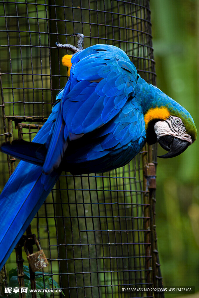蓝金刚鹦鹉栖息于围栏上