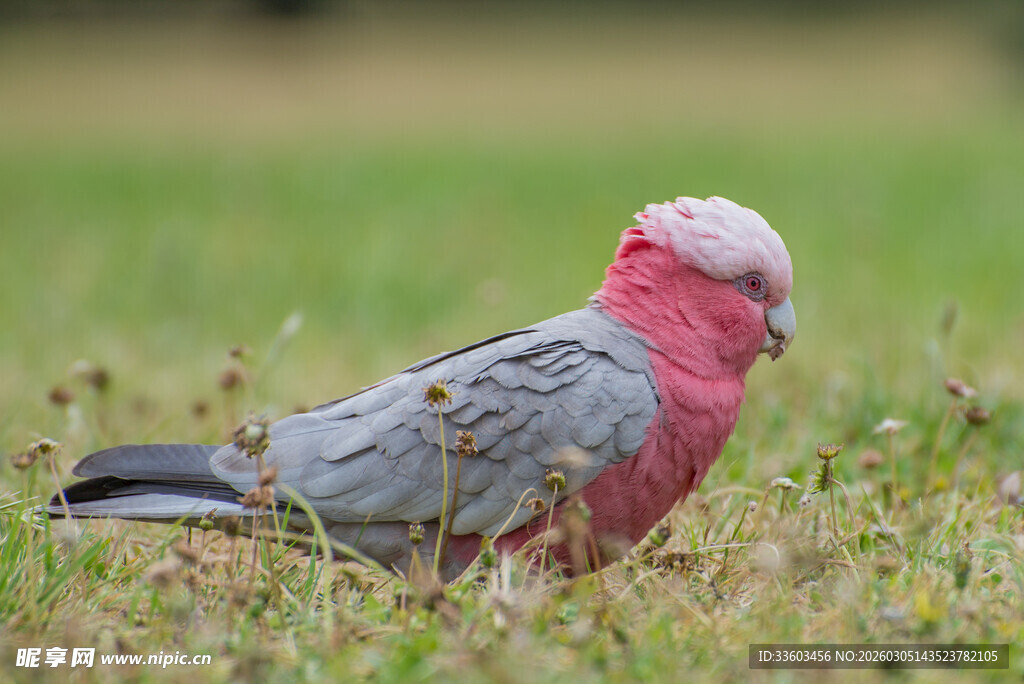 粉红灰羽鹦鹉站立于草地上