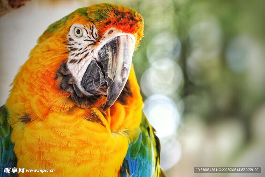 色彩斑斓的金刚鹦鹉