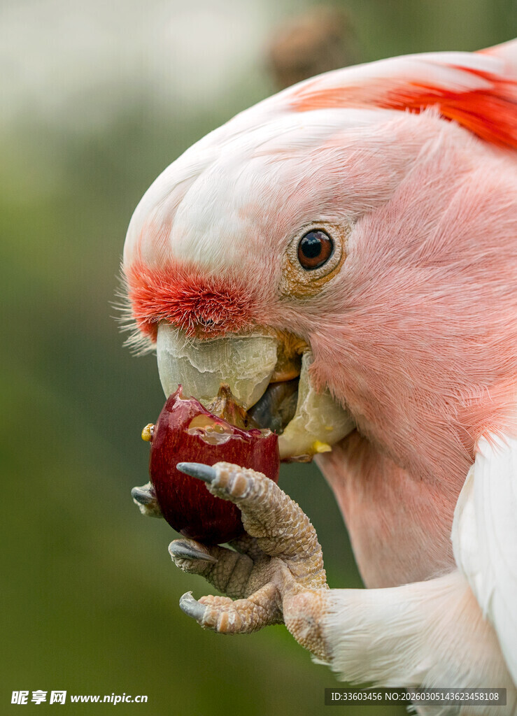 粉红凤头鹦鹉进食瞬间