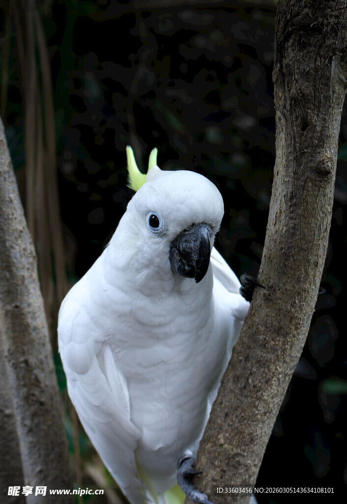 枝头的白色凤头鹦鹉