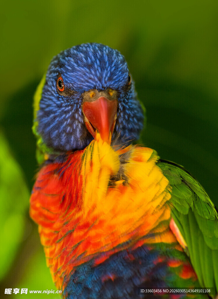 五彩斑斓的吸蜜鹦鹉