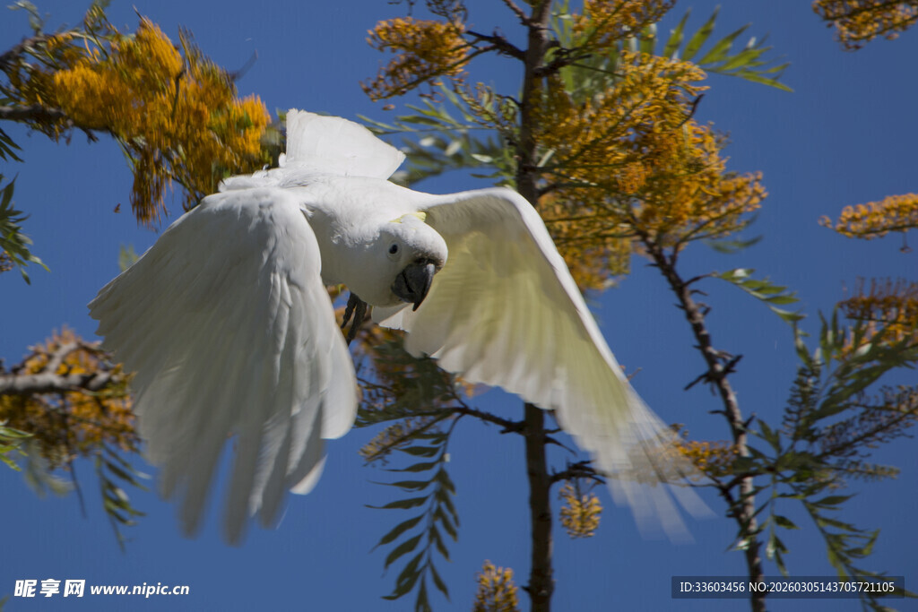 白鹦鹉展翅于蓝天绿树间
