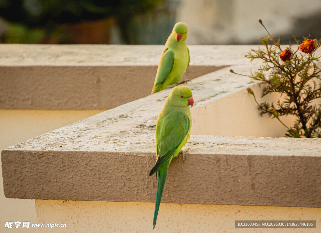 两只绿鹦鹉立于墙边