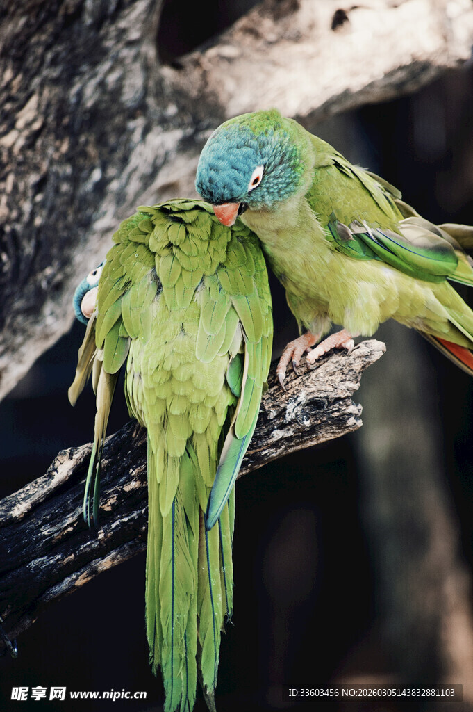 两只依偎的多彩鹦鹉