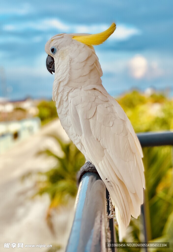 站在栏杆上的白色凤头鹦鹉