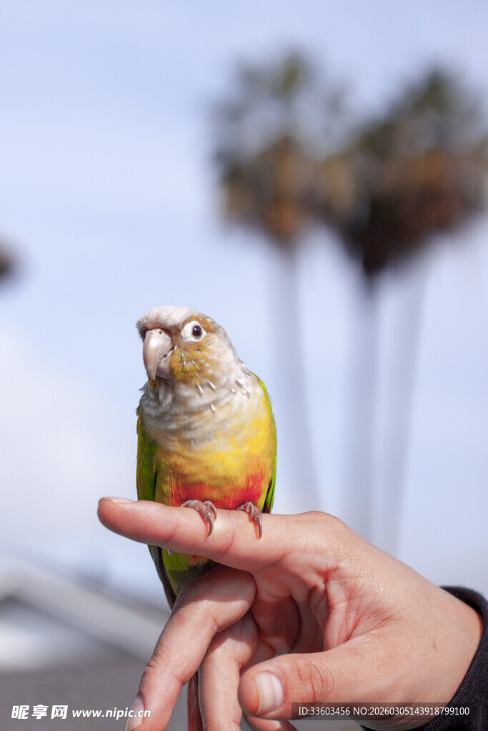 手心上的多彩鹦鹉