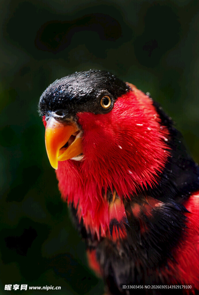 红黑相间鹦鹉特写
