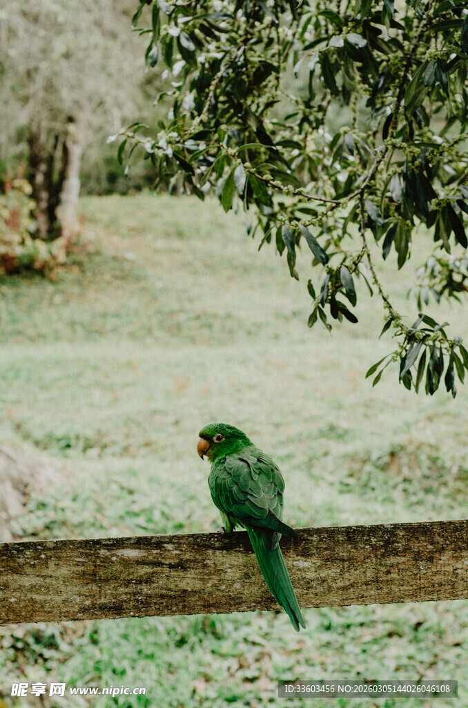 绿鹦鹉栖息于户外木杆上