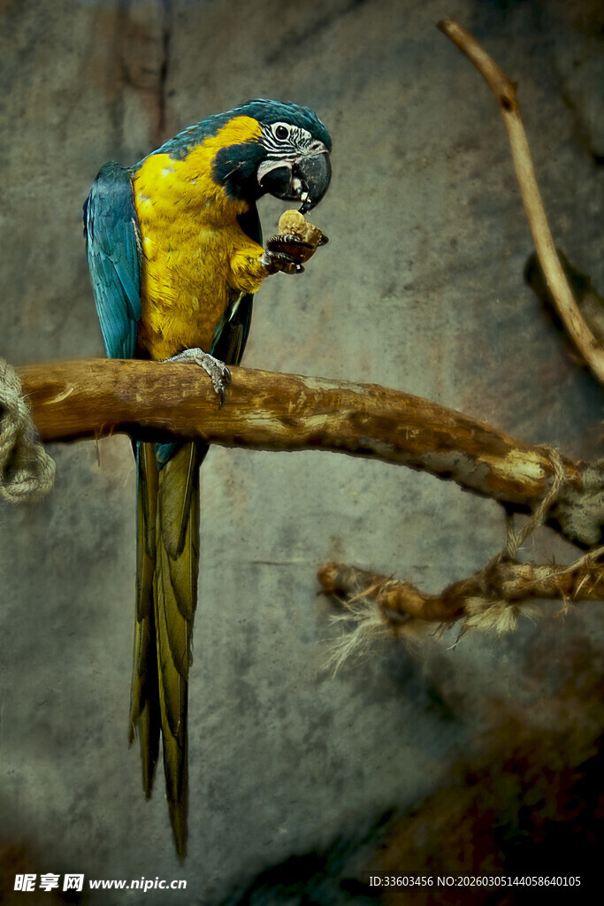 枝头蓝黄金刚鹦鹉