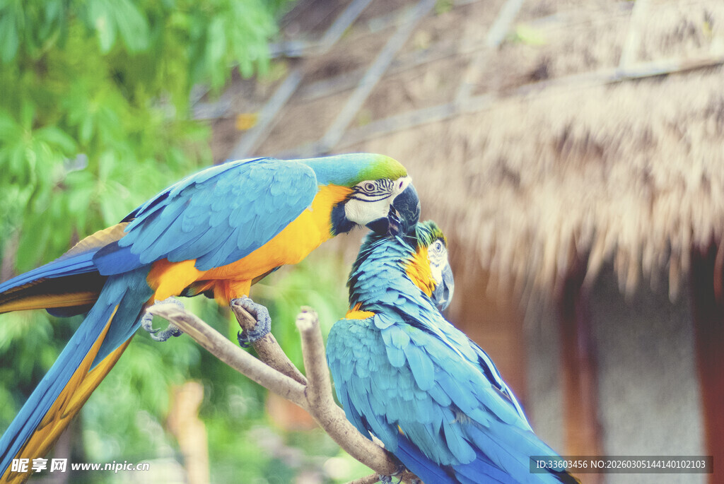 树枝上的蓝黄相间鹦鹉