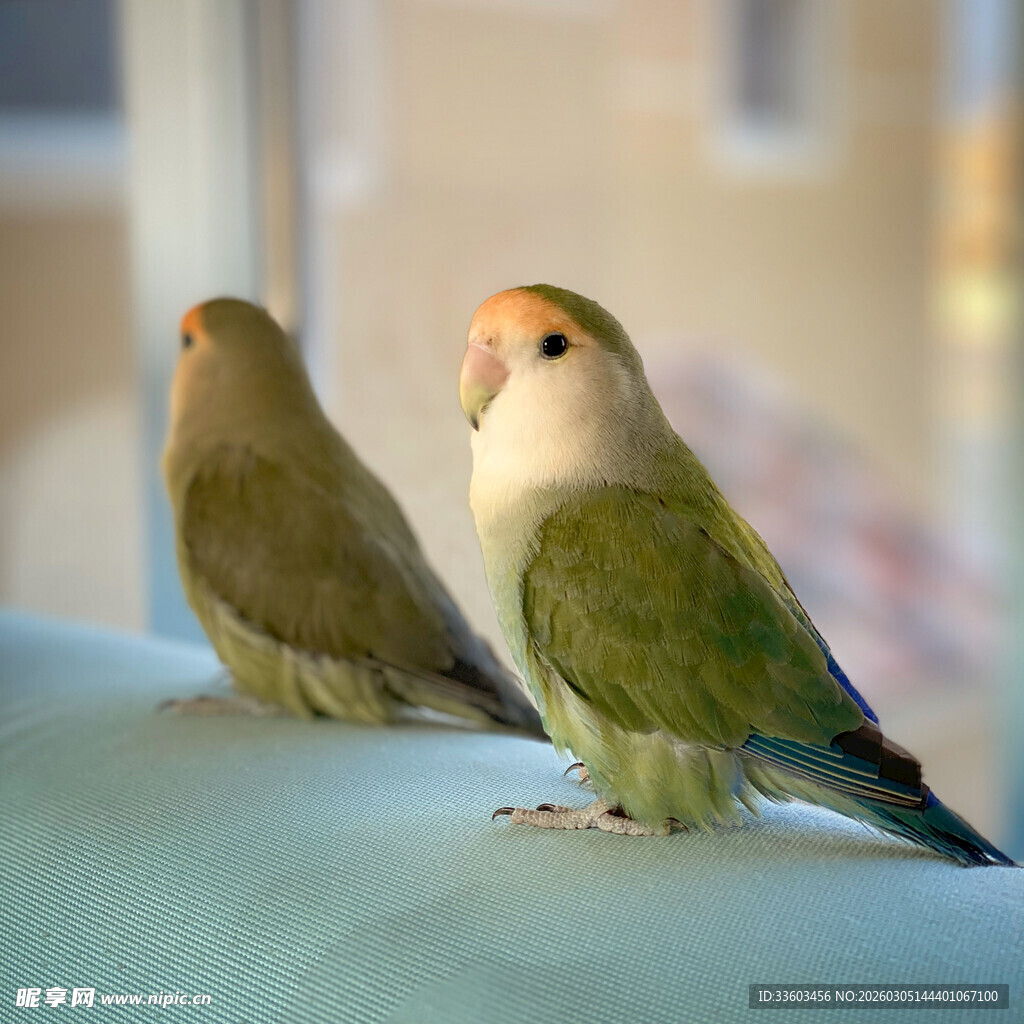 两只可爱鹦鹉并肩而立