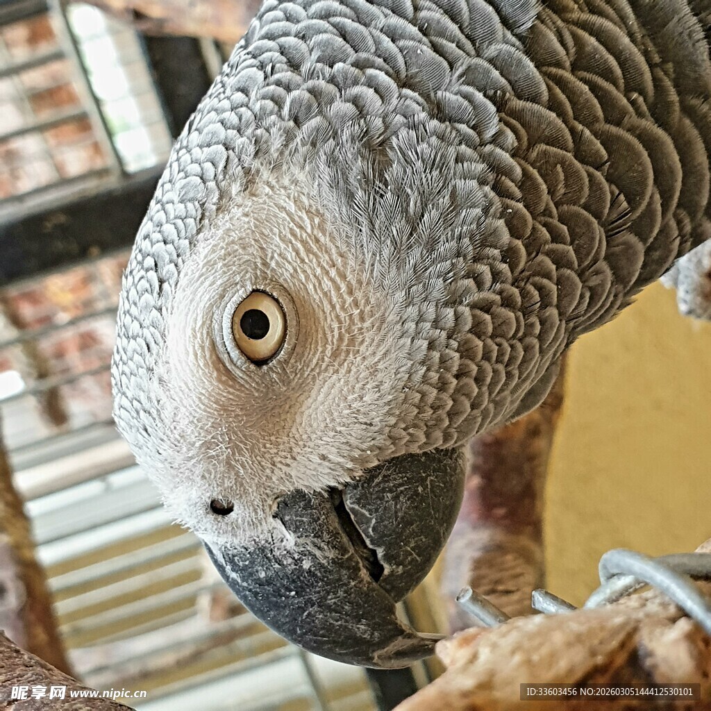非洲灰鹦鹉专注啃咬树枝