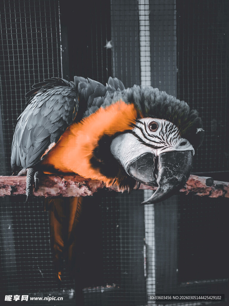笼中多彩鹦鹉低头姿态