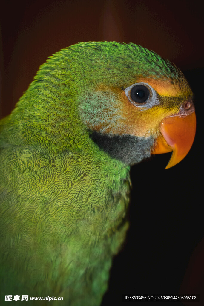 绿羽鹦鹉特写