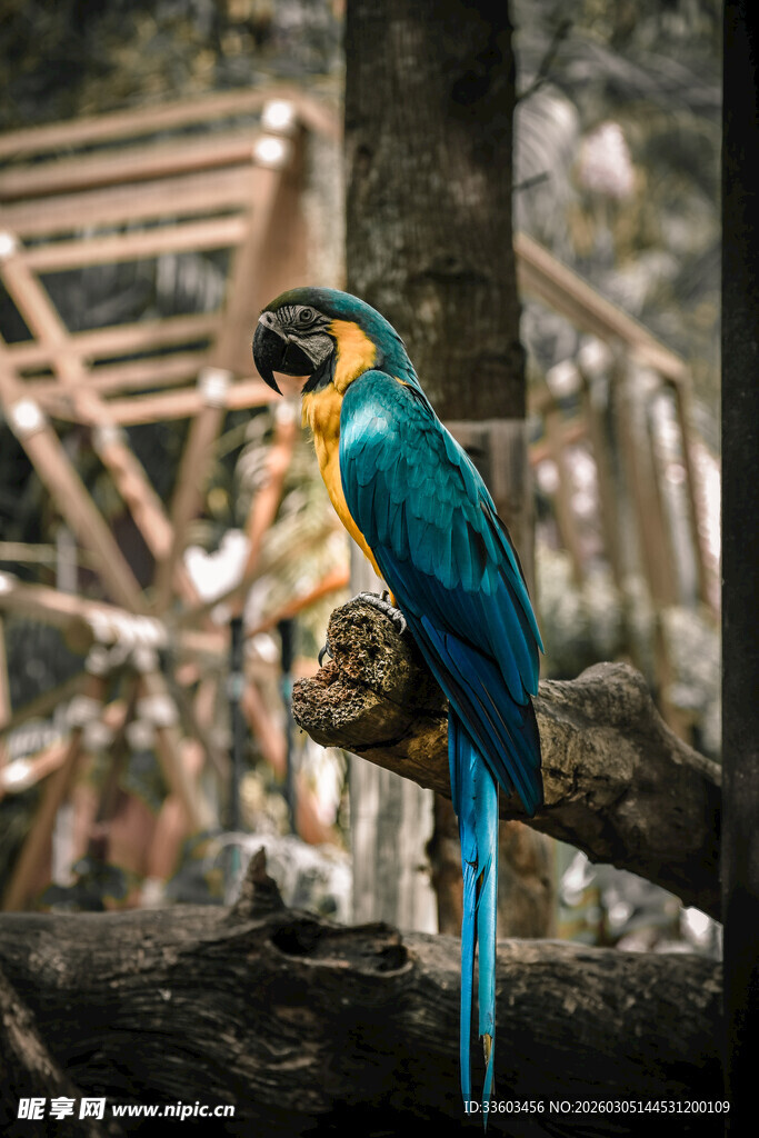 树枝上的多彩金刚鹦鹉