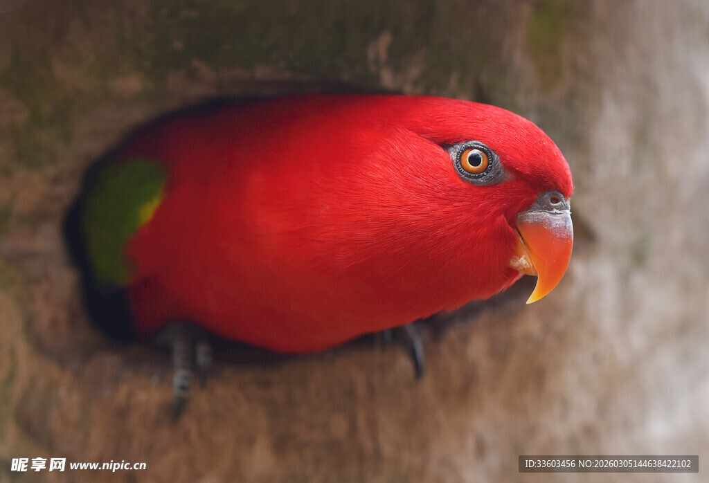 红羽鹦鹉探头树洞