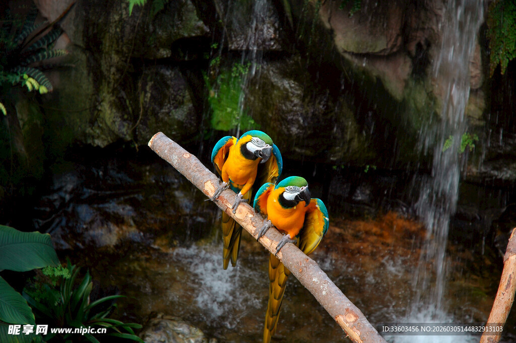 树枝上的多彩鹦鹉