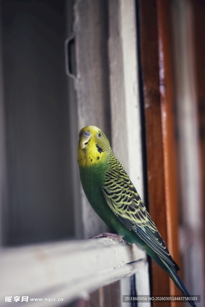 窗边的多彩鹦鹉