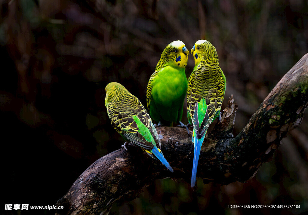 三只鹦鹉栖息于树枝上