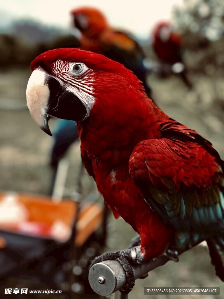 艳丽红鹦鹉站于栖木上