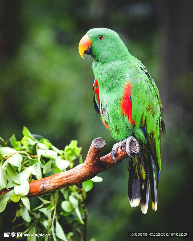 绿羽红翅鹦鹉栖于枝头
