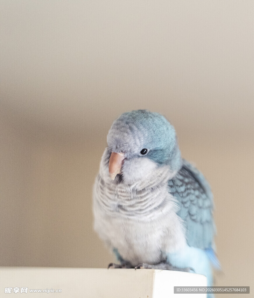 蓝白鹦鹉立于白色平台上
