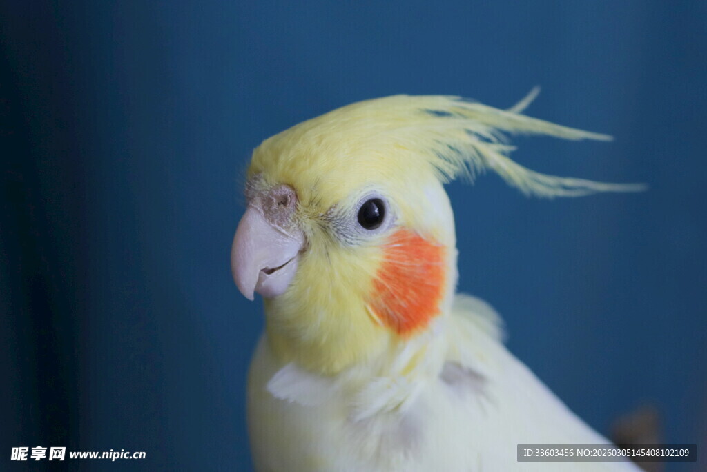 可爱黄头玄凤鹦鹉特写