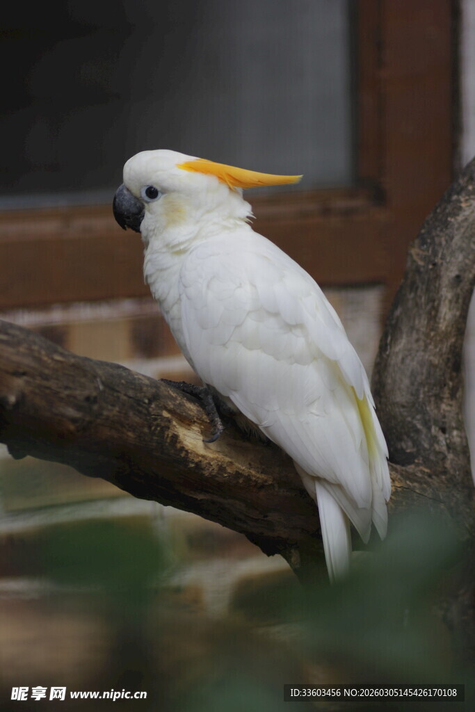 枝头的白色凤头鹦鹉