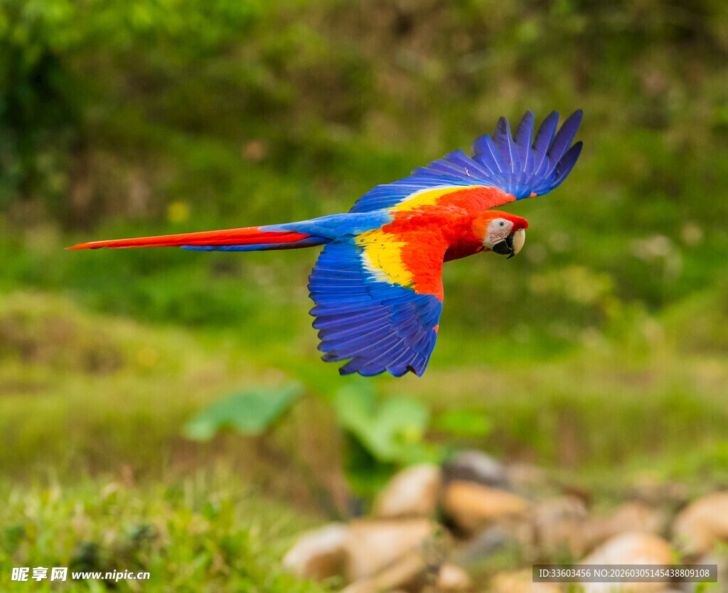 五彩鹦鹉展翅飞翔