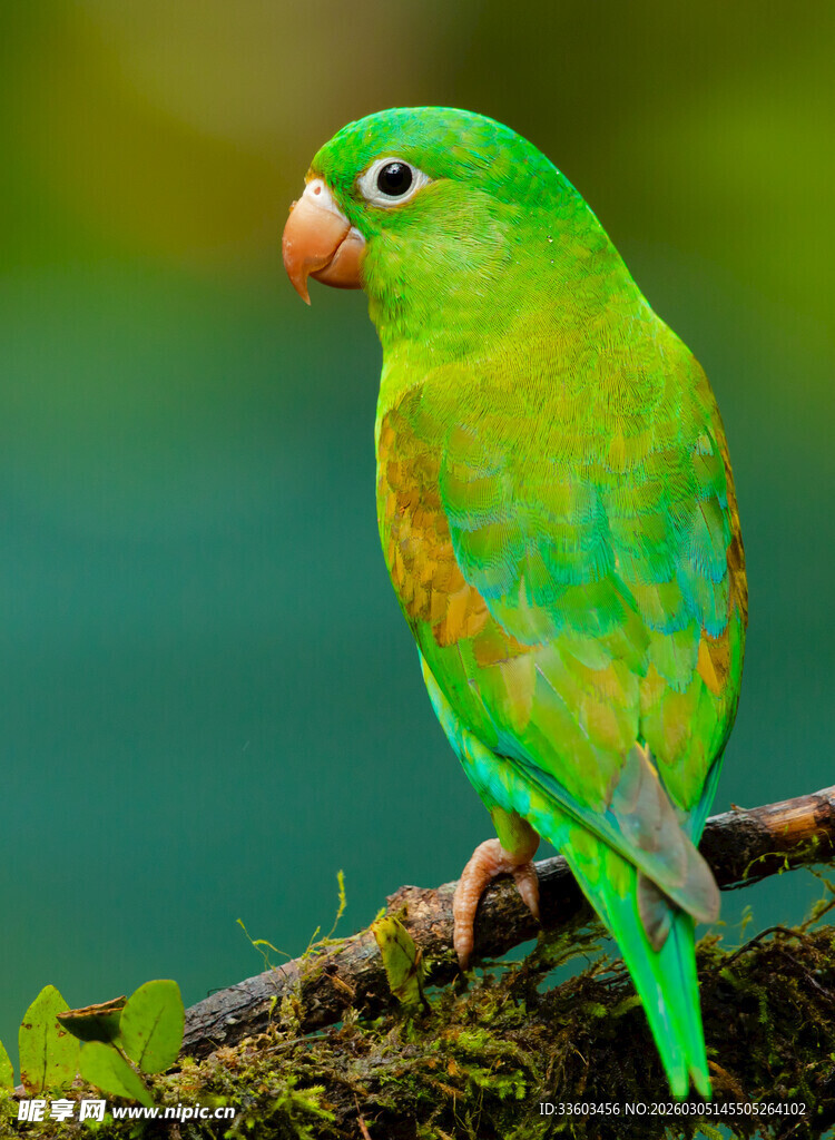 翠绿鹦鹉栖息枝头