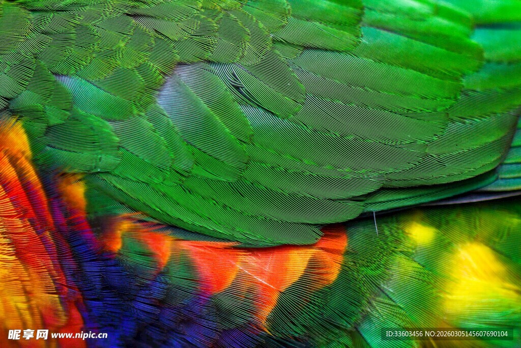 多彩鹦鹉羽毛特写